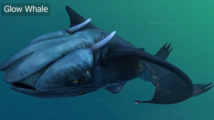 50952495_2193530104003097_1826035435483640741_n