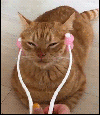 Cute-Cat-GIF-Funny-ginger-cat-enjoys-a-good-cheek-massage-He-is-in-heaven-Don-t-stop-it-human.gif