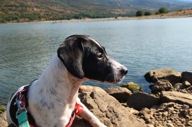 EMBALSE DE LA PINILLA-10-9-2016-MADRID - Paseando por España-1991/2016 (11)