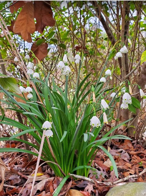 [Image: 20240309-Snow-Drop.jpg]