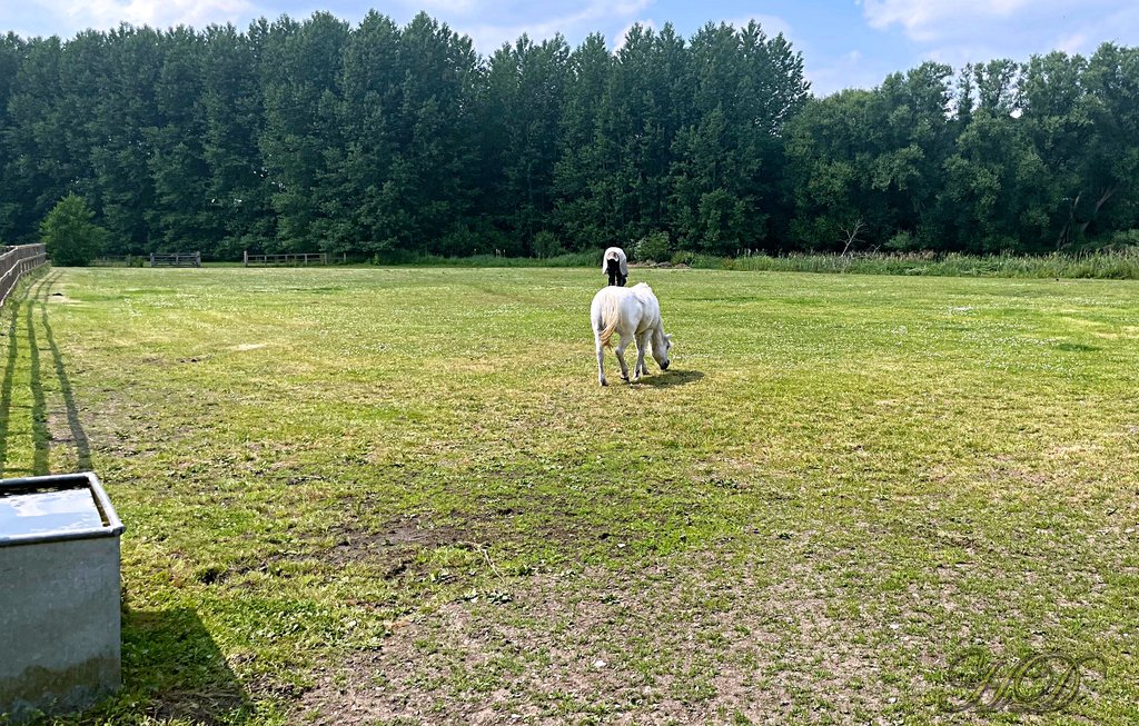 woodland-pasture-horses-5-HD.jpg