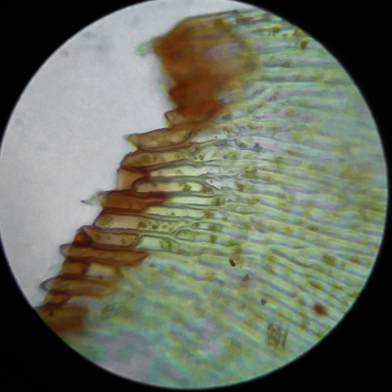 IMG 20250617 111221 HDR