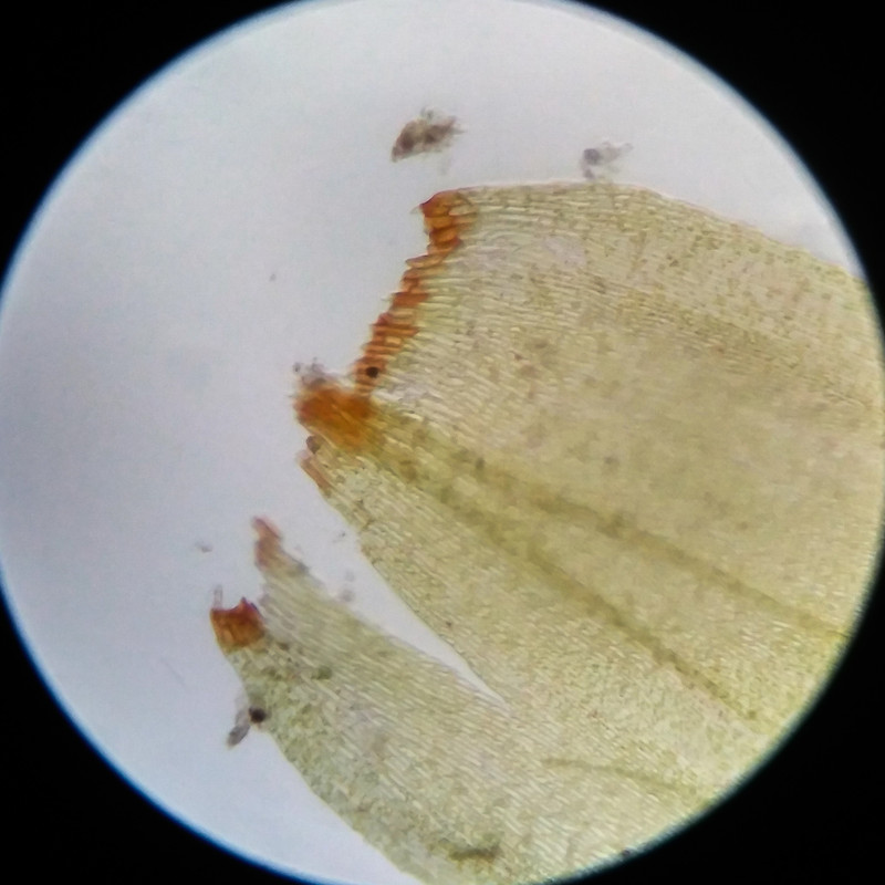 IMG 20250617 111133 HDR