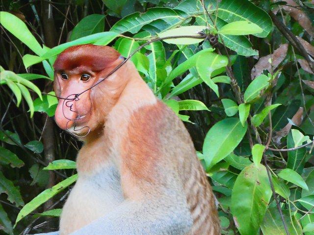 Indonesia 2023 (Borneo - Bali - Gili) - Blogs de Indonesia - --DÍA 4 (20 junio): Segundo día en Borneo (6)