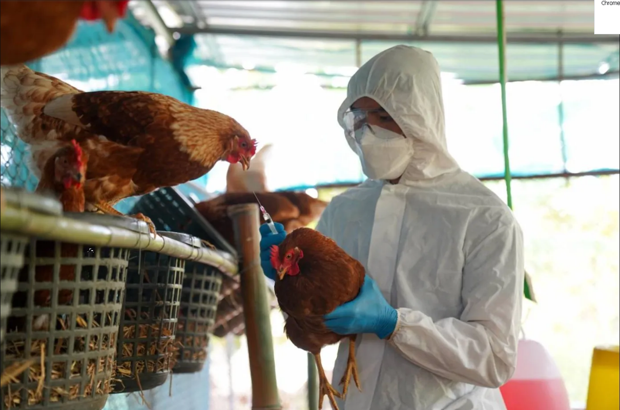 Muerte por gripe aviar de una niña preocupa a la OMS