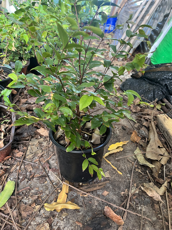 FC4185B4-C26D-4D22-AE69-444676E0A57C