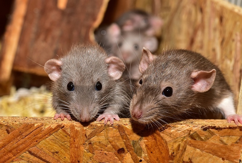 Why Rodent Control Can Help In  Rodent Eradication?