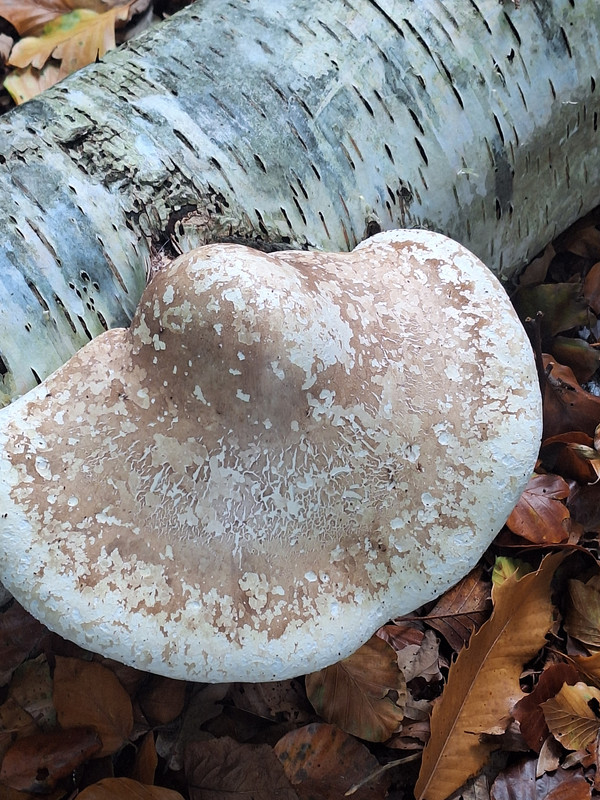 image-28d0207d-b989-4251-9536-762c9face0385263337207282986570