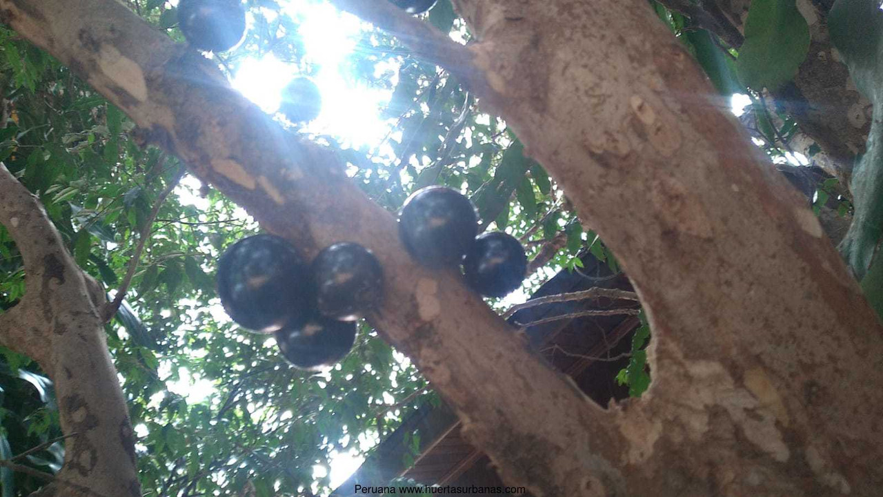 Huertasurbanas_com-4.jpeg-20220921_111617Peruana