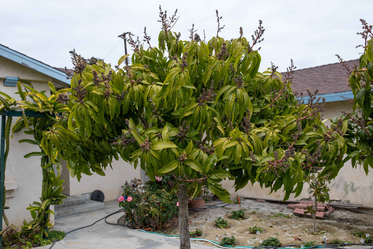 8U1A9372  Sweet Tart - Top Half of Mango Tree (4-22-2021)