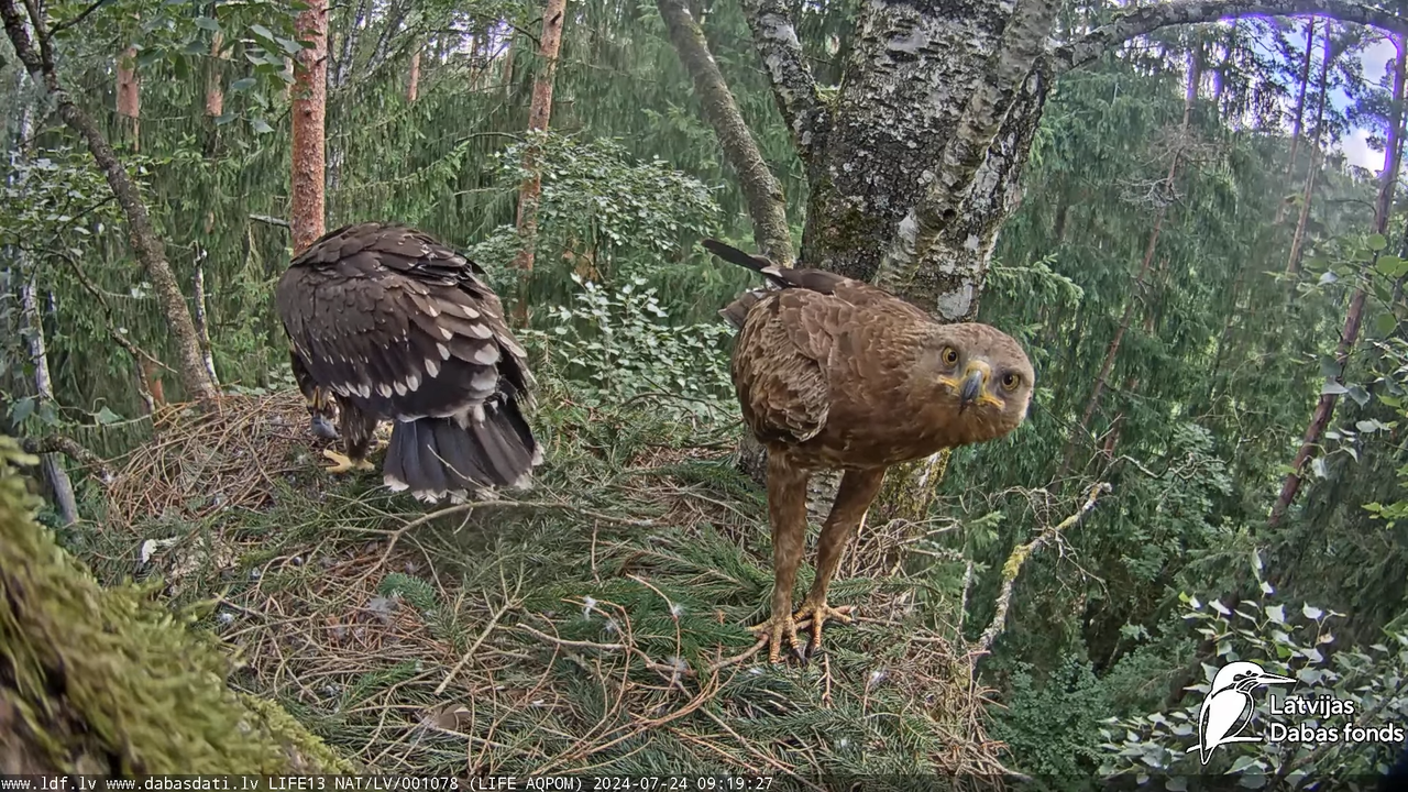 Mazais ērglis (Clanga pomarina), ligzda bērzā - LDF tiešraide 9-51-8 screenshot