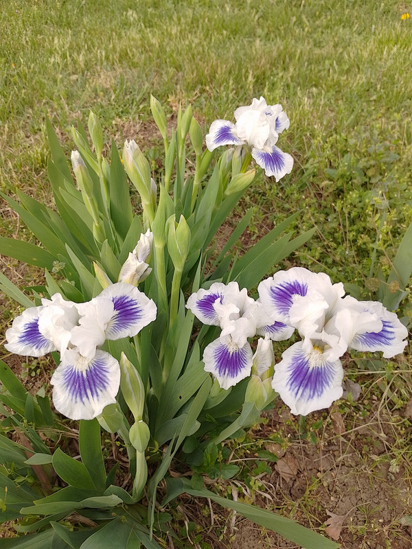 IMG_20240401_171135_HDR