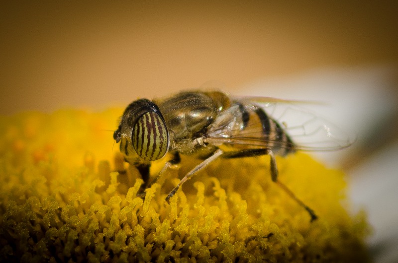 Eristalinus taeniops (Band-Eyed Drone Fly) - JPB_1604