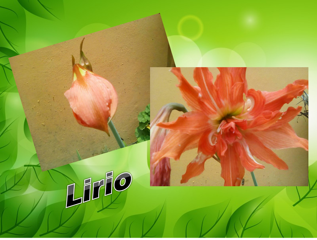 lirio-3.png