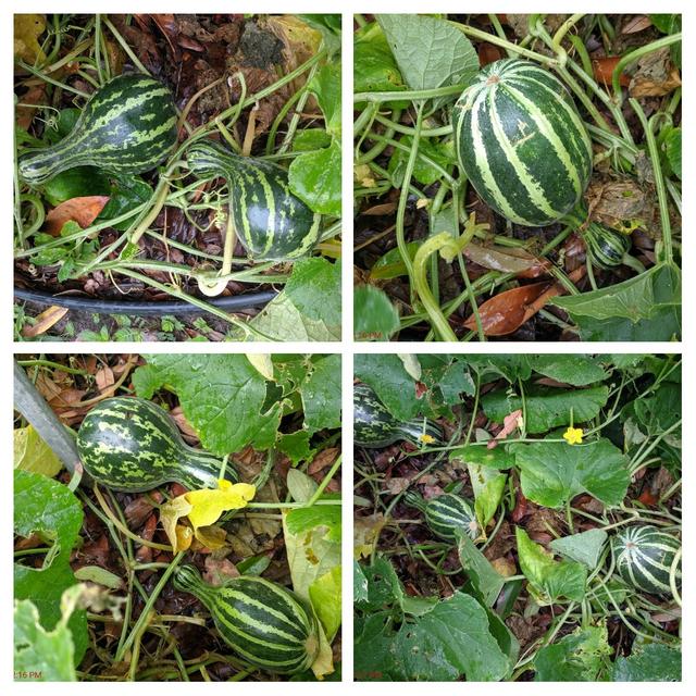 [Image: 20190708-142649-COLLAGE.jpg]