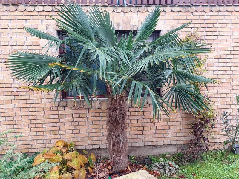 Trachycarpus Nainital - Stránka 2 316112226-1159593078015661-4871183917230471164-n