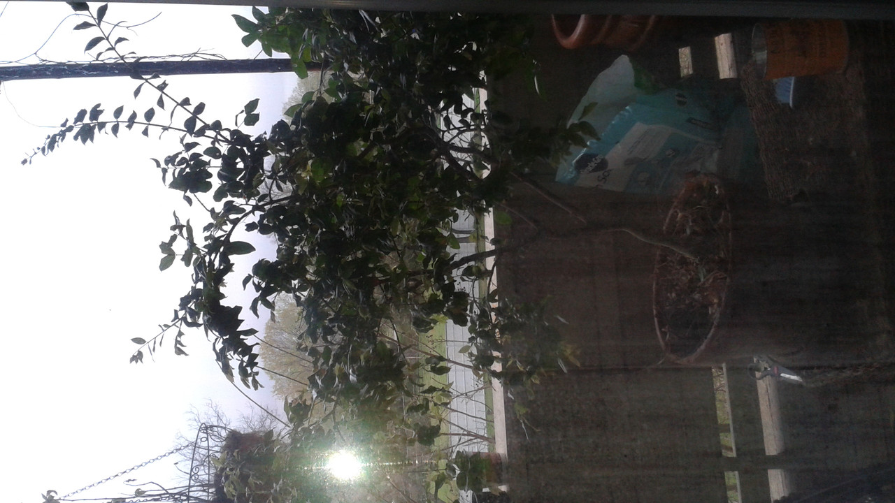 Jaboticaba March 2016 (2)