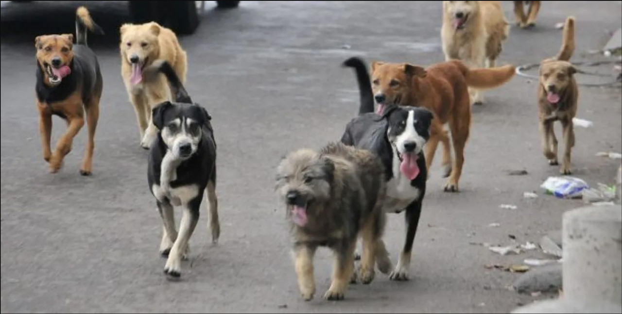 Jauría de perros atacan a alcalde de San Luis Potosí durante un evento político