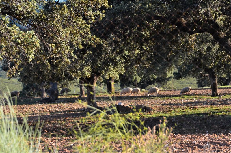 CARRASCALEJO-13-6-2023 - EXTREMADURA Y SUS PUEBLOS -2010-2023 (43)