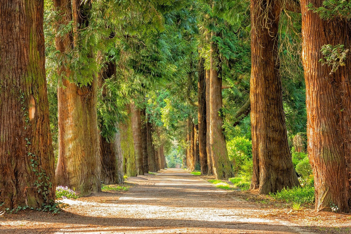 green-avenue-2215317-1280.jpg