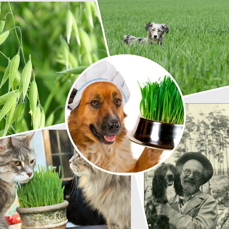 коллаж_барбос_овес