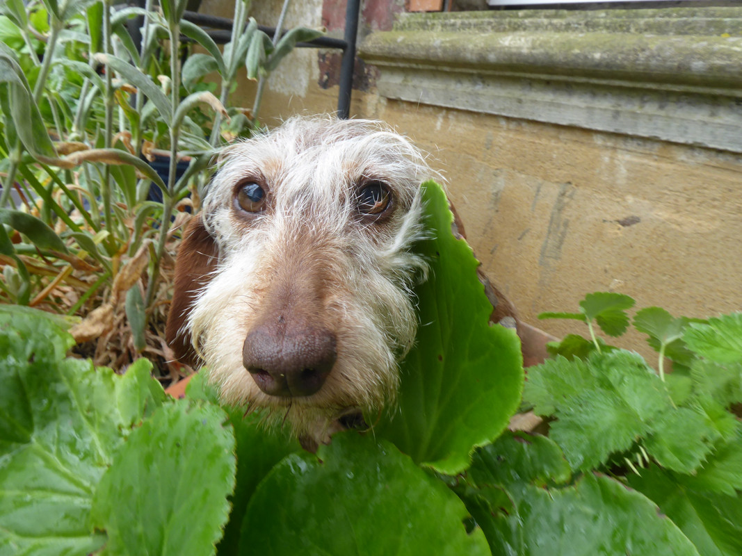 [Image: P1030184.jpg]