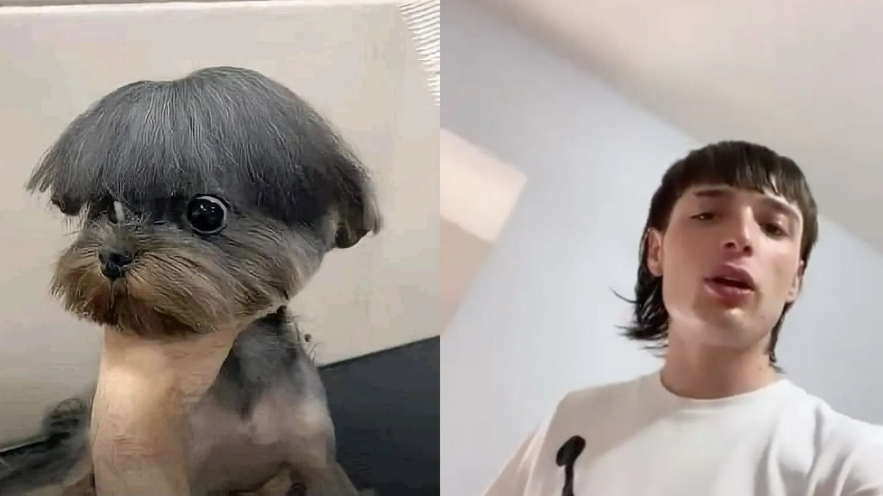 Perro Pluma: El Perrito Viral de Instagram que imita al cantante mexicano
