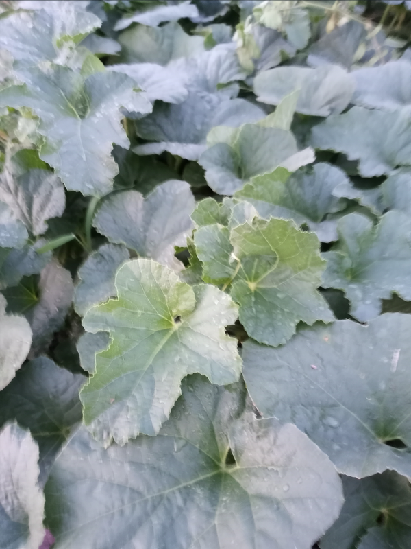 [Image: Melon-A.png]