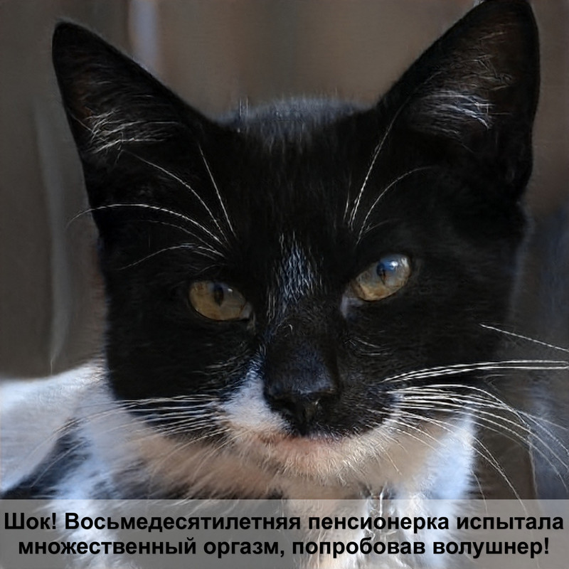 кошка похожая на тигра