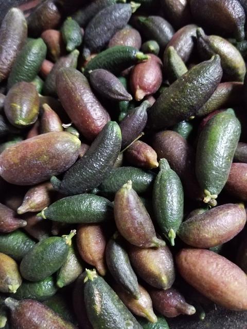 fruit