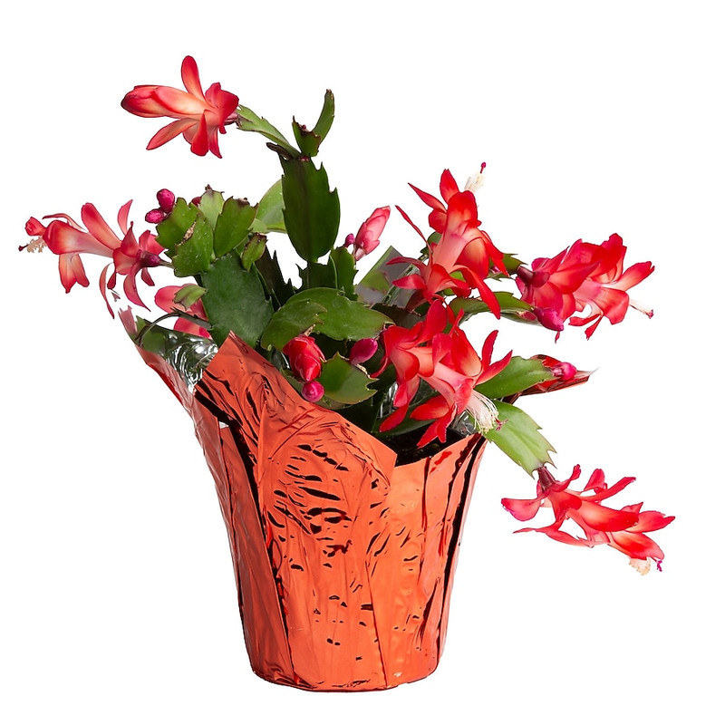 Massive House Plant Sale: Costa Farms Indoor Plants Up to 65% Off at Lowe’s Today