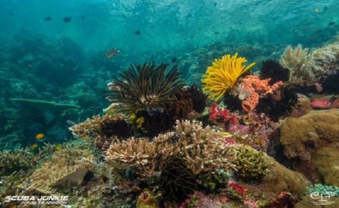 Scuba Junkie memenangkan kategori Pusat atau Resor Selam Terbaik di Dunia untuk 2020.