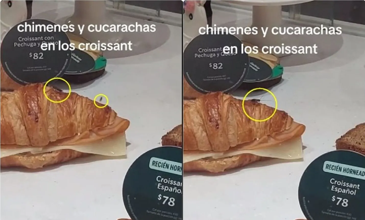 ¿Qué vende Starbucks a sus clientes? Croissant con cucaracha ya está en el menú