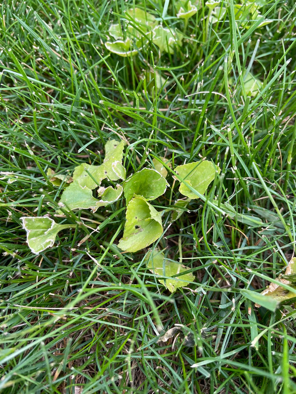Picture of sprayed wild violet. Hit it again? | Lawn Care Forum