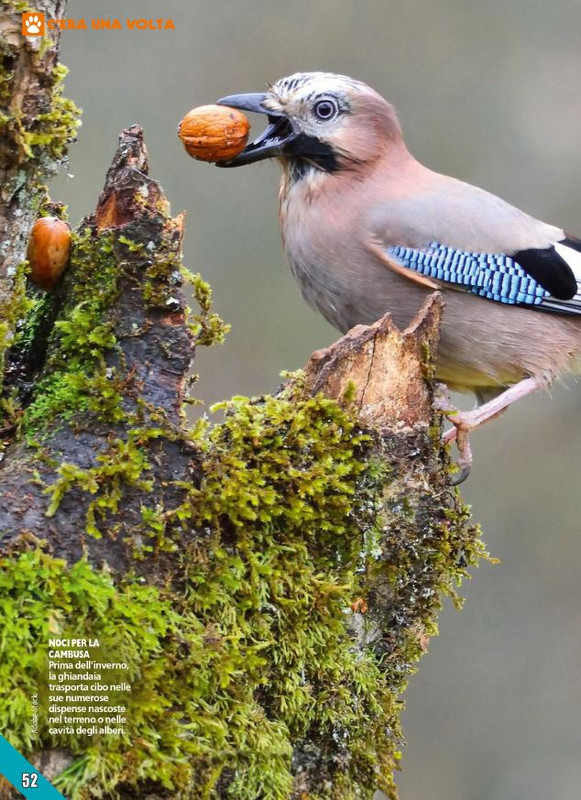 Foc Wil - Lug 2024 (5)