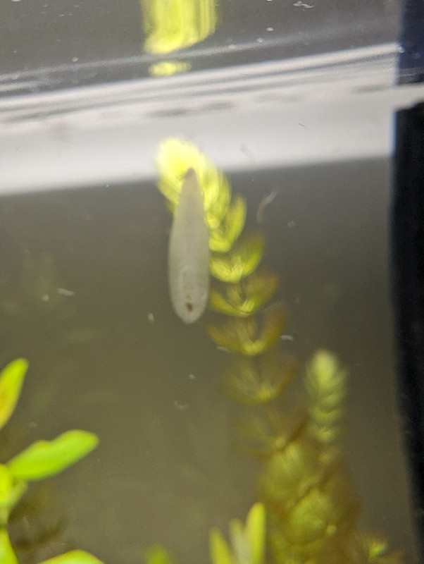 PXL_20240814_203610145.MP