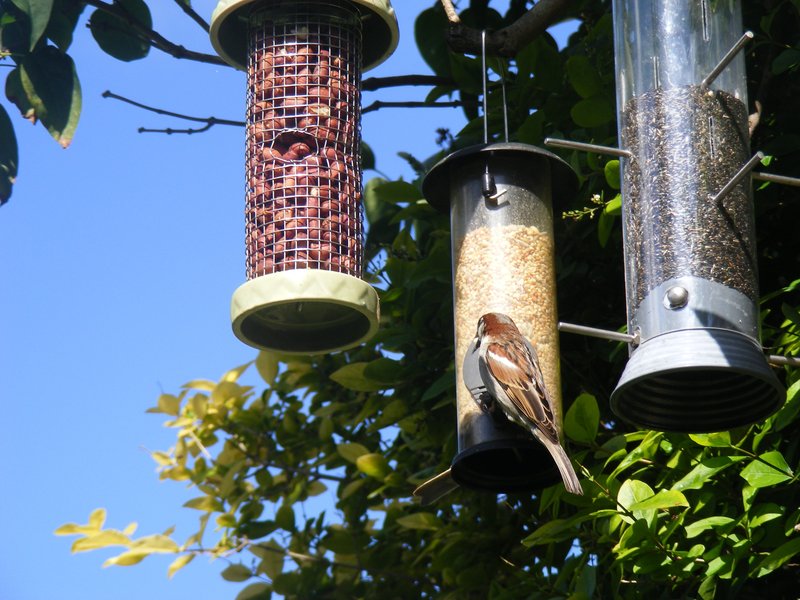 bird-feeders.jpg