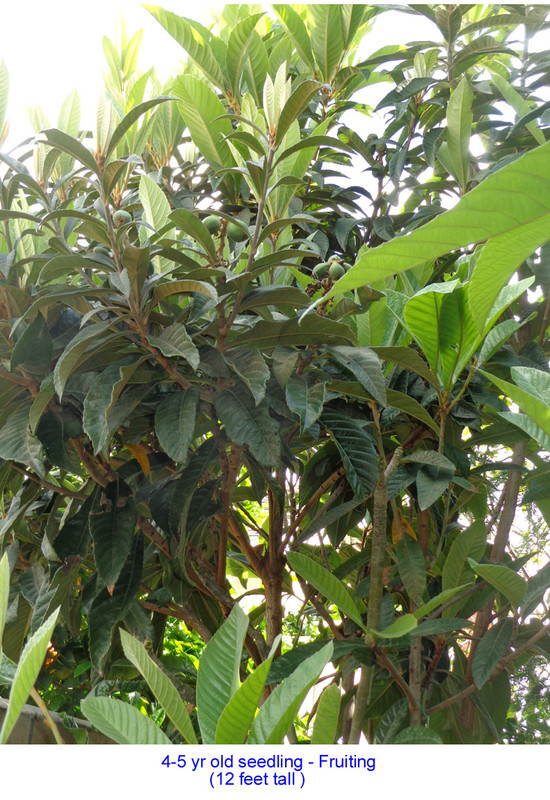 Seedling2 (4yr)-pic2