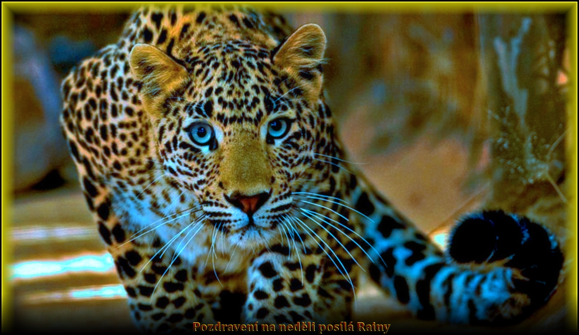 Leopard-go-hunting-Hd-wallpaper-915x515.jpg