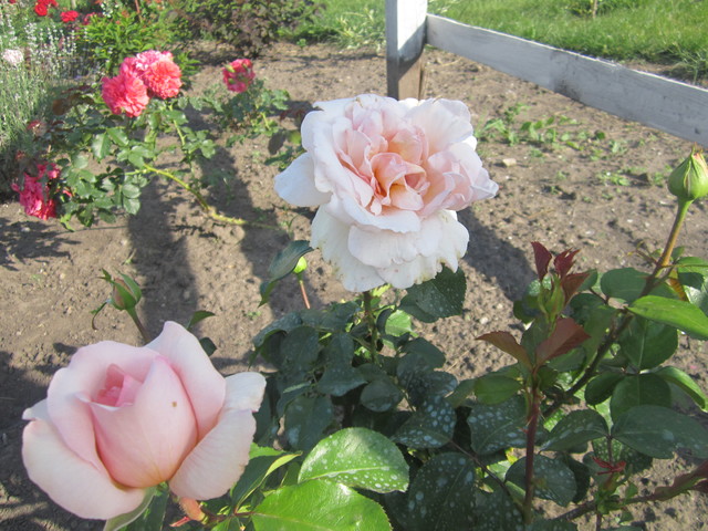 IMG_1125[1]