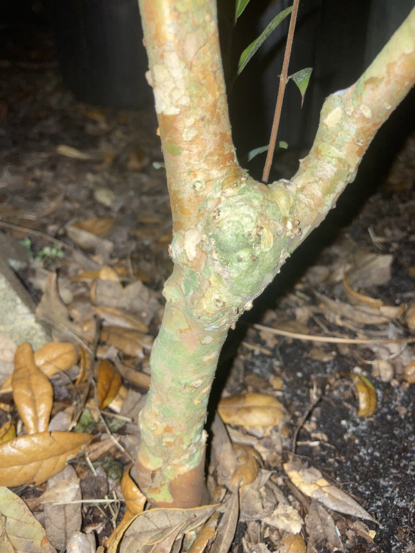 2E528B07-D1FE-4AEE-A86D-1DA192F83606