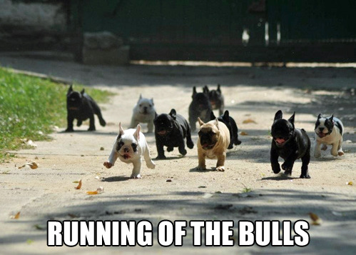 Bulls-500.jpg