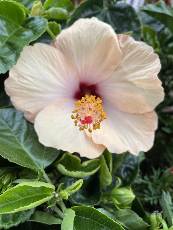 737E71E7-99D3-442E-BB83-6C50DCDB99AC_1_105_c