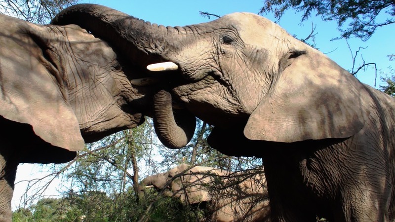 elephants-196613_960_720