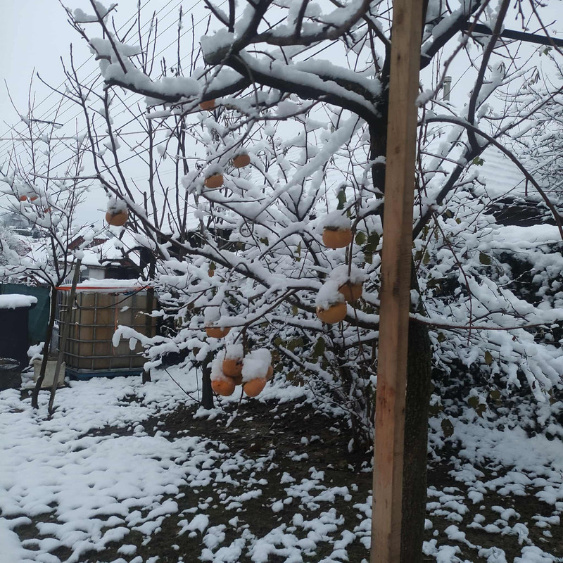 583360455 1201530808570889 3826049722679491501 n