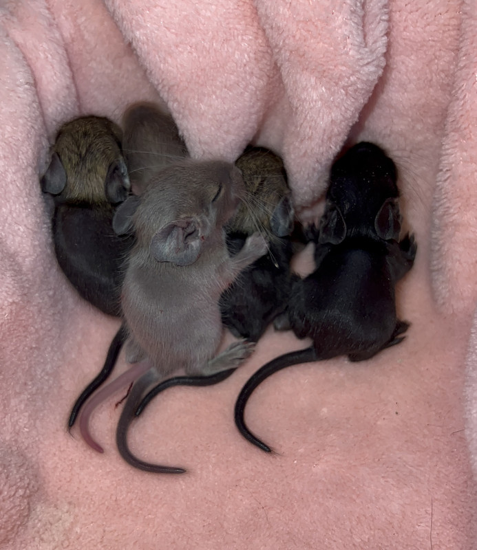 CEDC382E-CED6-4063-85A3-890DBF5C8B1B