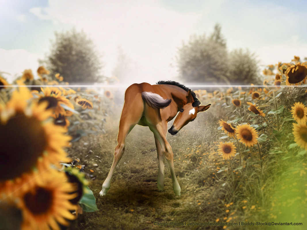 horse-eden-sunny-booty-open