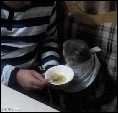 Cute-Cat-GIF-Cat-amazingly-cute-eating-his-bowl-of-soup-like-an-human-baby-cat-gifs-com.gif