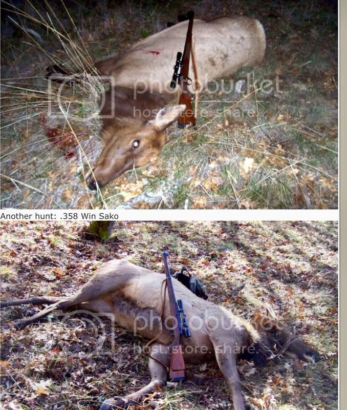 Cow elk with SAKO .358