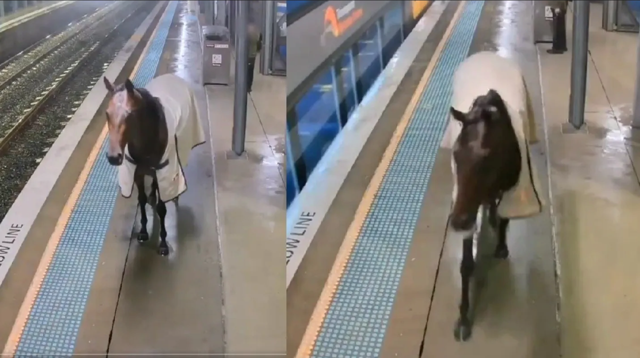 ¡Insólito! Caballo se cuela en estación de tren y sorprende a pasajeros en Australia